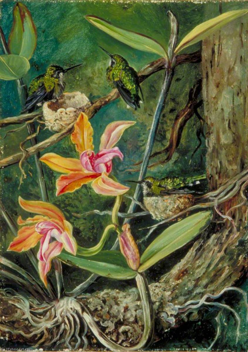 Wikioo.org - The Encyclopedia of Fine Arts - Painting, Artwork by Marianne North - Orchid and Humming Birds, Brazil