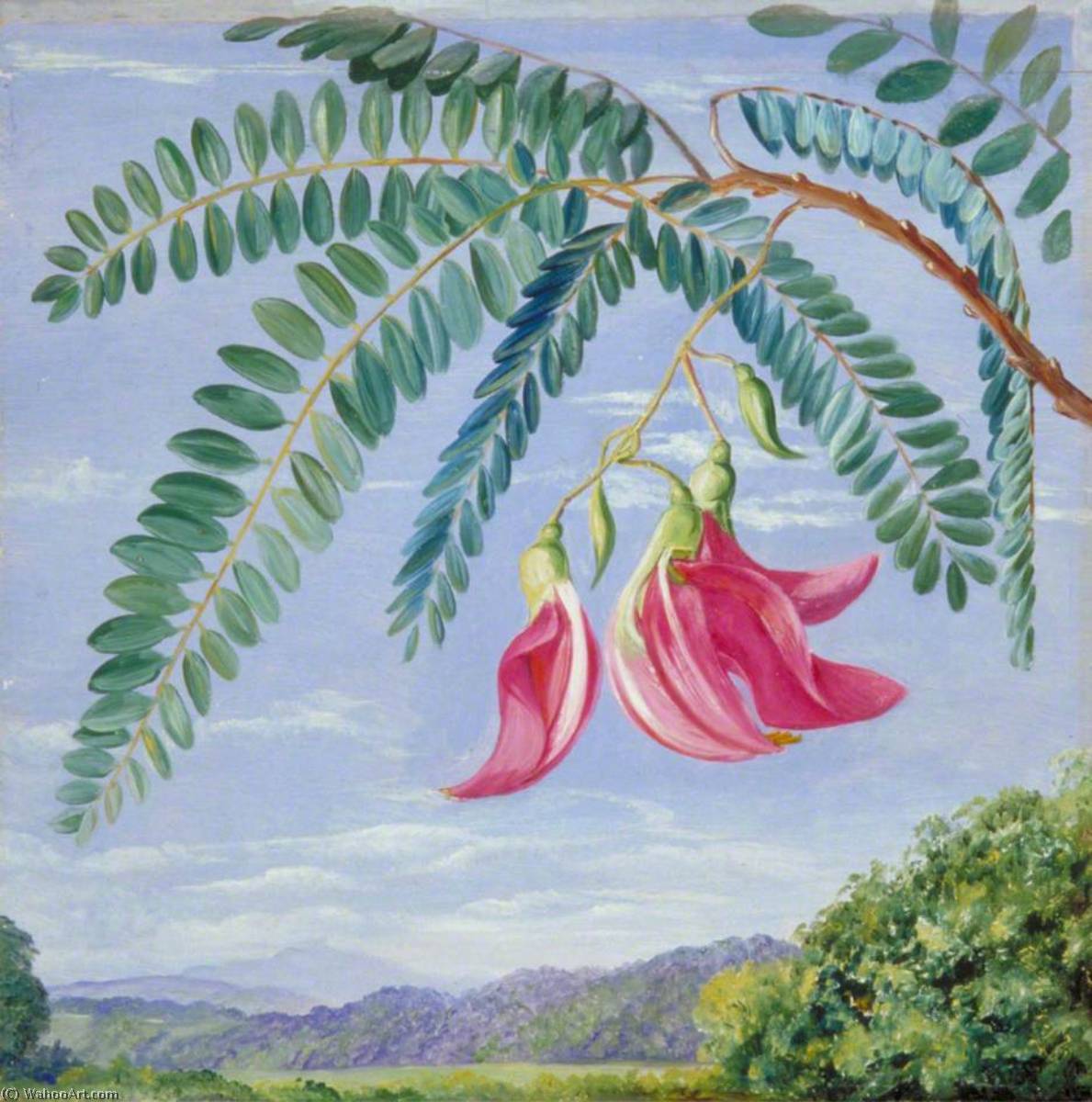 WikiOO.org - Encyclopedia of Fine Arts - Lukisan, Artwork Marianne North - Foliage and Flowers of a Tree Commonly Cultivated in Warm Countries