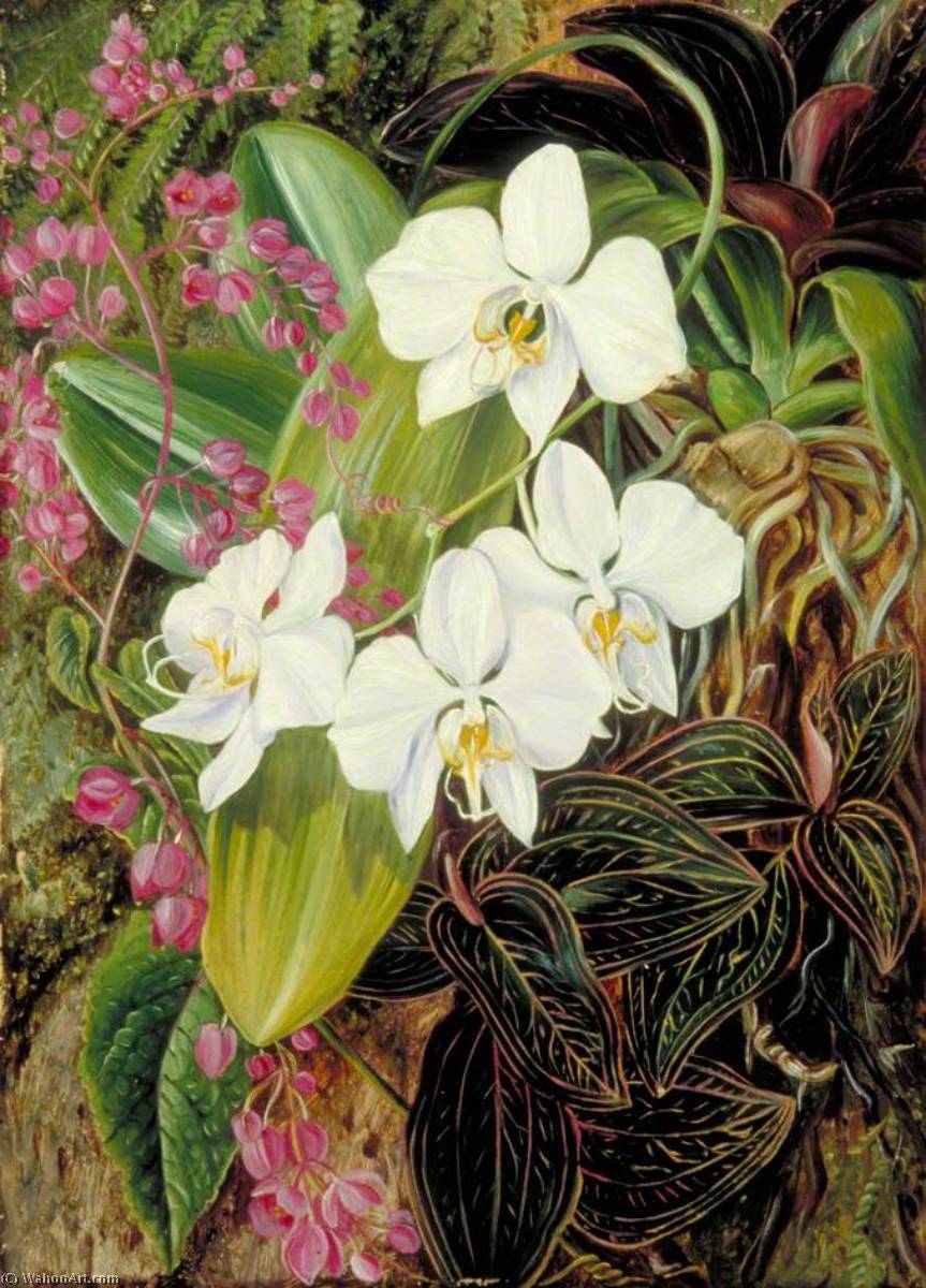 Wikioo.org - The Encyclopedia of Fine Arts - Painting, Artwork by Marianne North - Malayan Moth Orchid and an American Climber