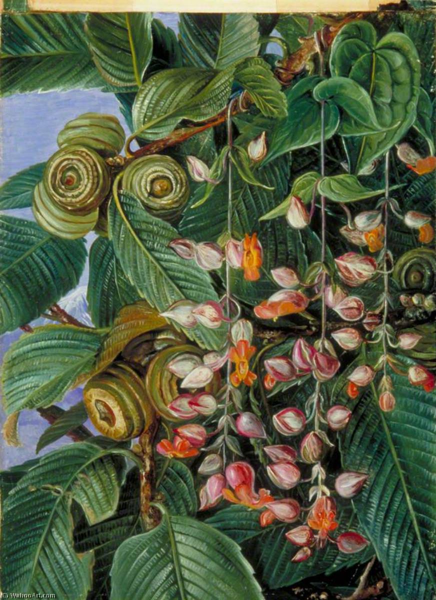 Wikioo.org - The Encyclopedia of Fine Arts - Painting, Artwork by Marianne North - A Darjeeling Oak Festooned with a Climber