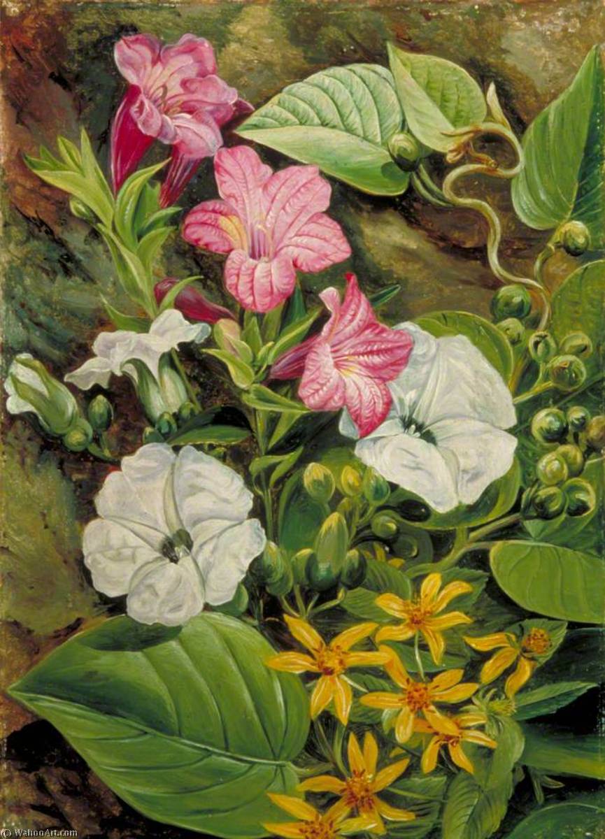 WikiOO.org - Enciclopédia das Belas Artes - Pintura, Arte por Marianne North - Some Brazilian Flowers
