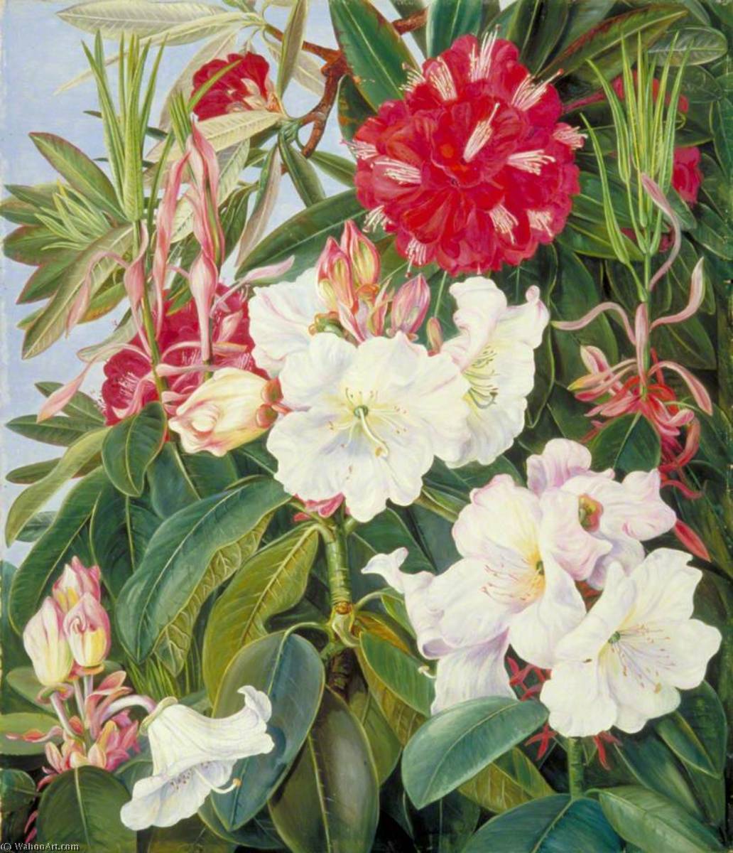 WikiOO.org – 美術百科全書 - 繪畫，作品 Marianne North - 枝叶和 花儿  的   两  印度  杜鹃
