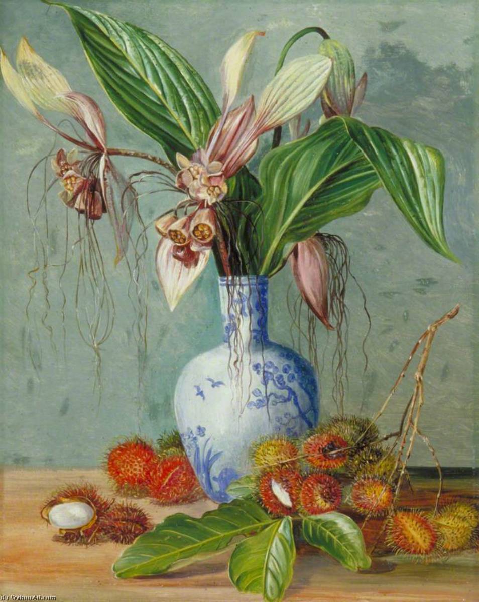Wikioo.org - The Encyclopedia of Fine Arts - Painting, Artwork by Marianne North - Flowers of Tacca and Bristly Fruit of the Rambutan