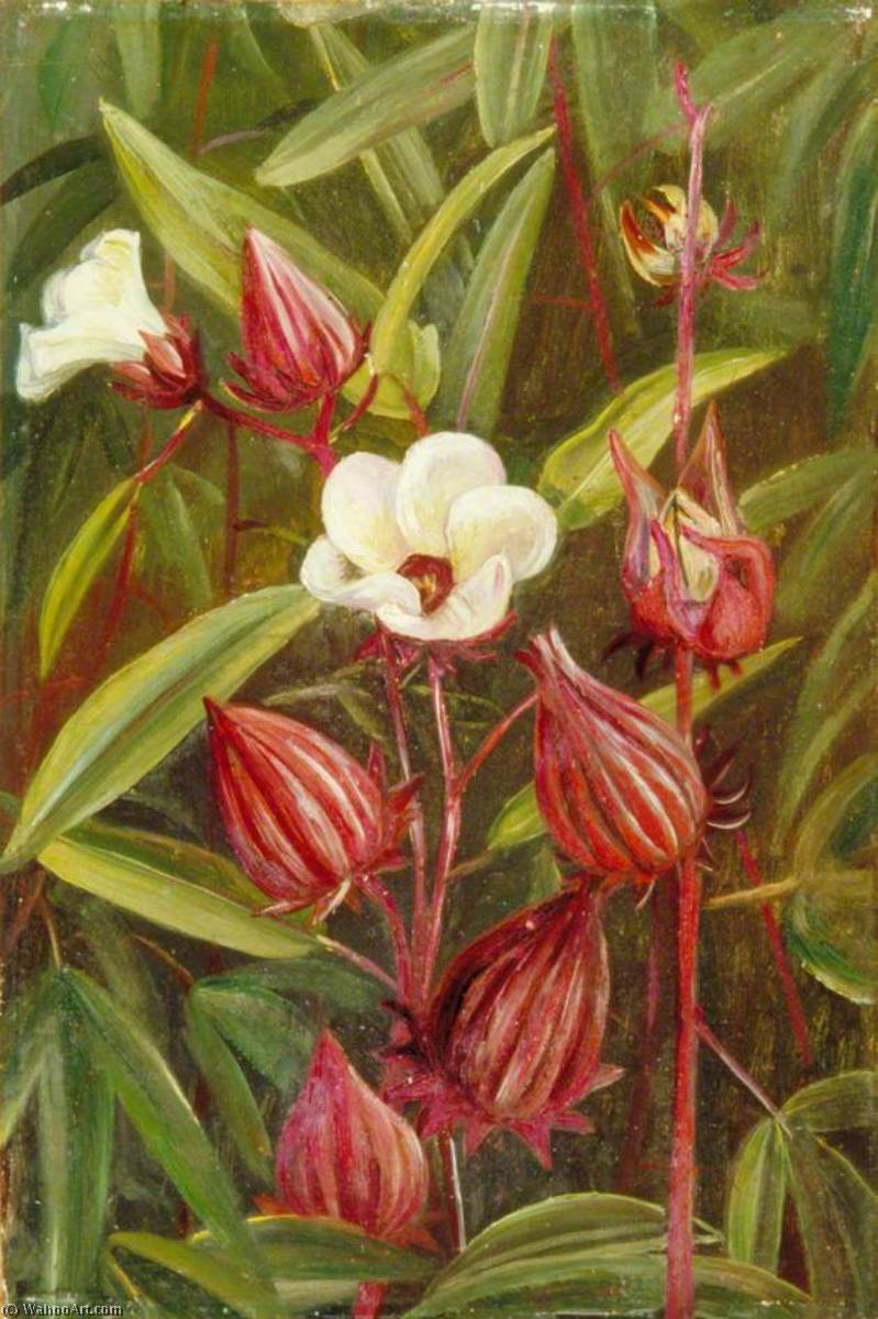 WikiOO.org - 百科事典 - 絵画、アートワーク Marianne North - の花 Roselle