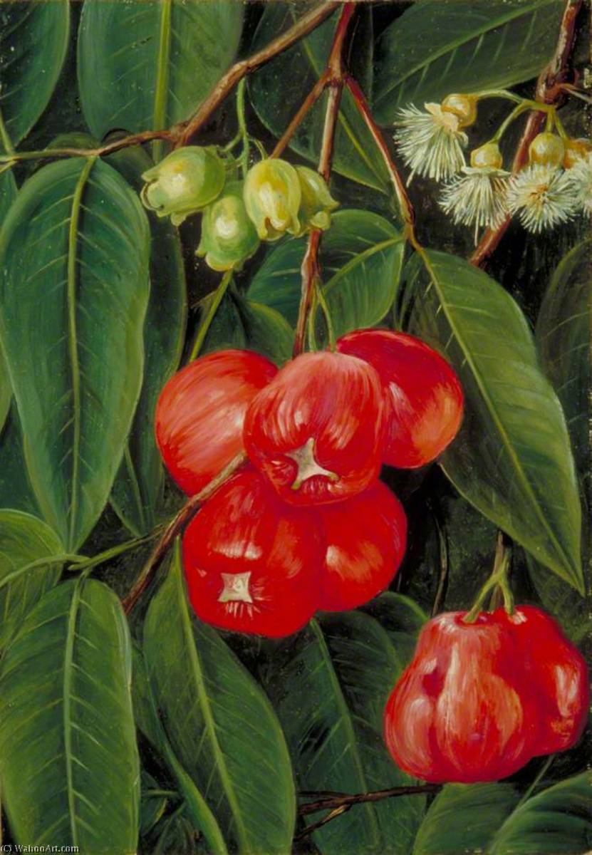 Wikioo.org - The Encyclopedia of Fine Arts - Painting, Artwork by Marianne North - Flowers and Fruit of the Jamboa Boll, Java
