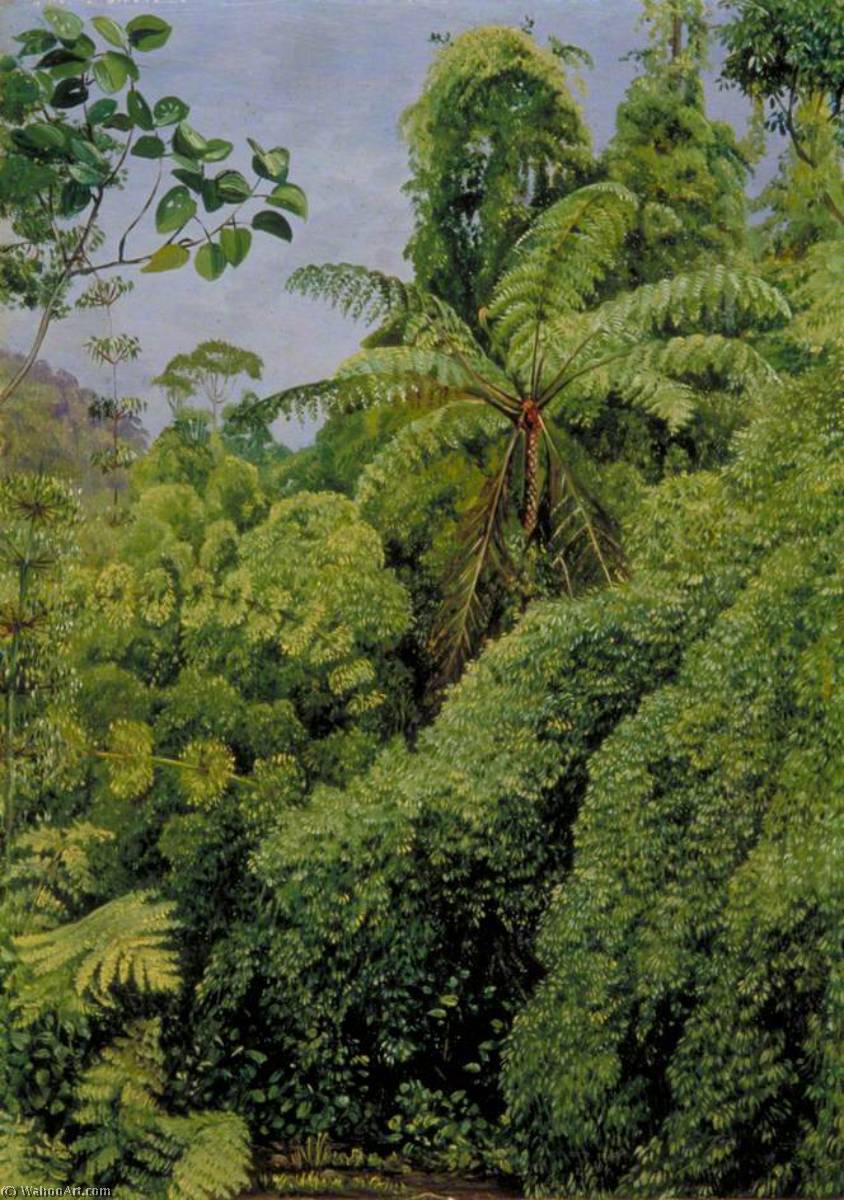 WikiOO.org - Enciklopedija likovnih umjetnosti - Slikarstvo, umjetnička djela Marianne North - Tree Ferns and Climbing Bamboos in Gongo Forest, Brazil