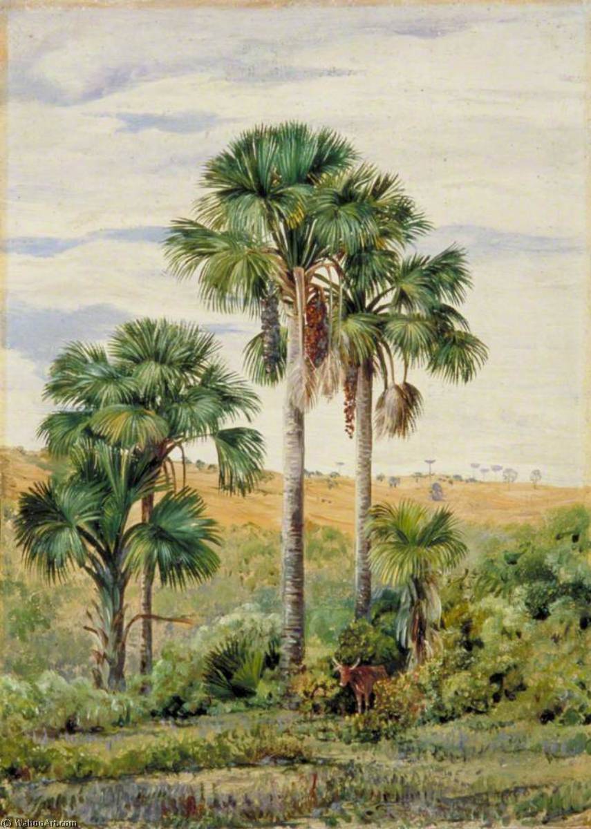 WikiOO.org - Enciclopédia das Belas Artes - Pintura, Arte por Marianne North - Buriti Palms with Old Araucaria Trees on the Distant Ridge, Brazil