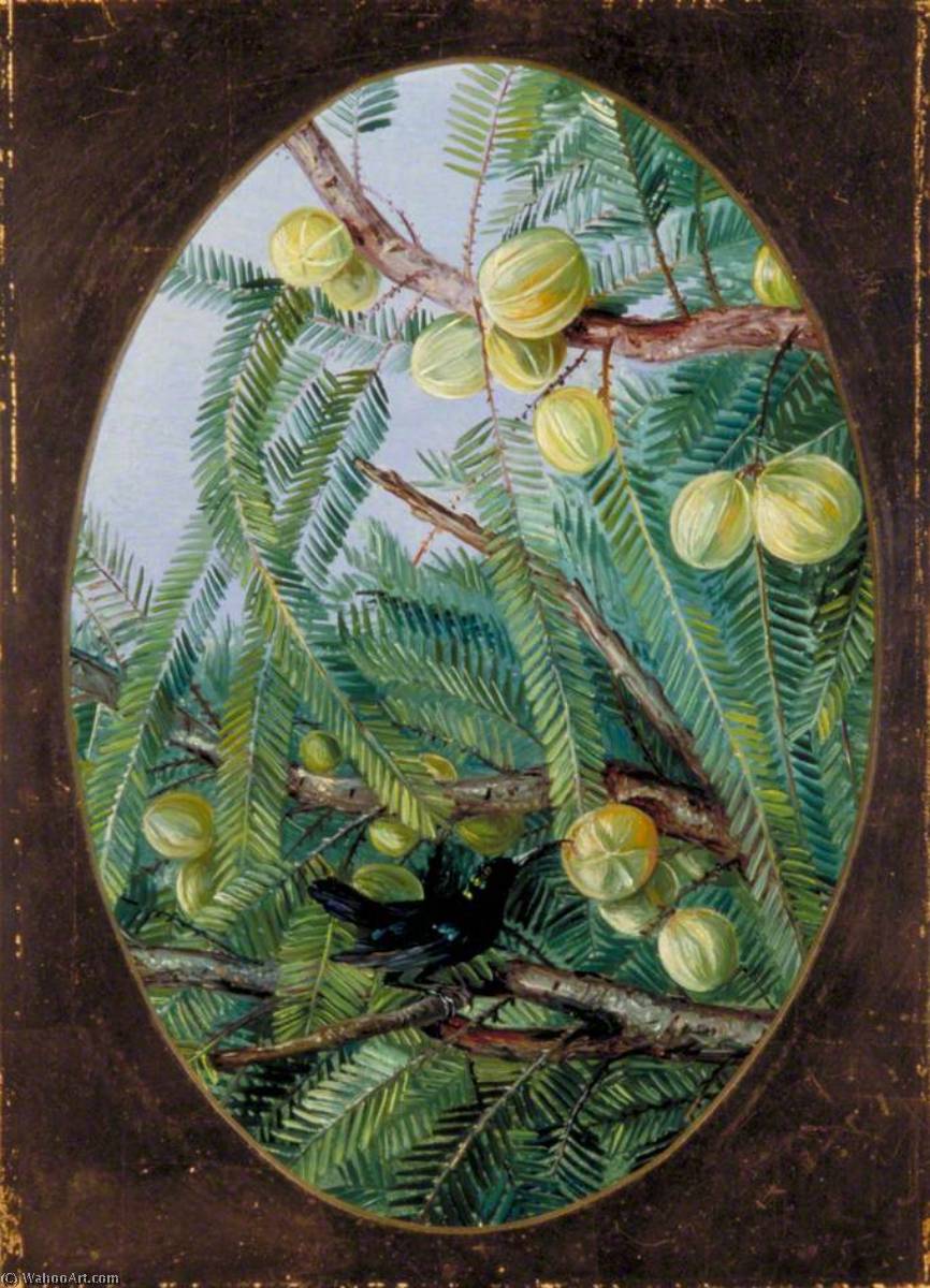 WikiOO.org - Encyclopedia of Fine Arts - Maleri, Artwork Marianne North - Foliage and Fruit of Emblica officinalis