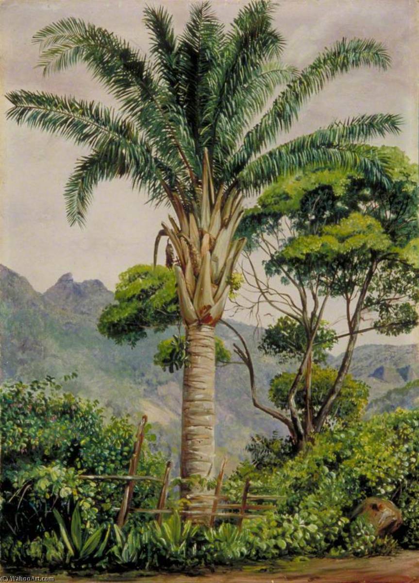 Wikioo.org - The Encyclopedia of Fine Arts - Painting, Artwork by Marianne North - Oil Palm at Tijuca, Brazil