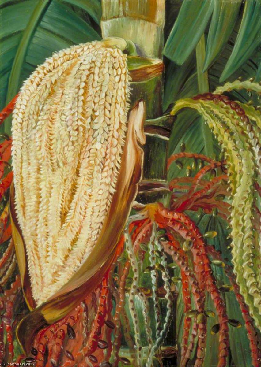 Wikioo.org - The Encyclopedia of Fine Arts - Painting, Artwork by Marianne North - Flowers and Young Fruits of the Pinanga malaiana, Scheff