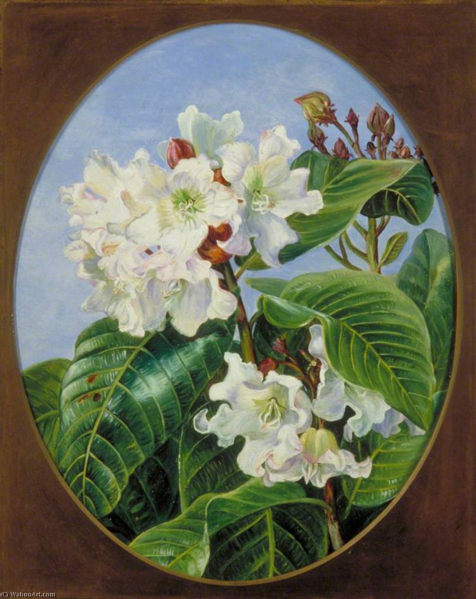 Wikioo.org - The Encyclopedia of Fine Arts - Painting, Artwork by Marianne North - Foliage and Flowers of an Indian Climbing Evergreen Shrub