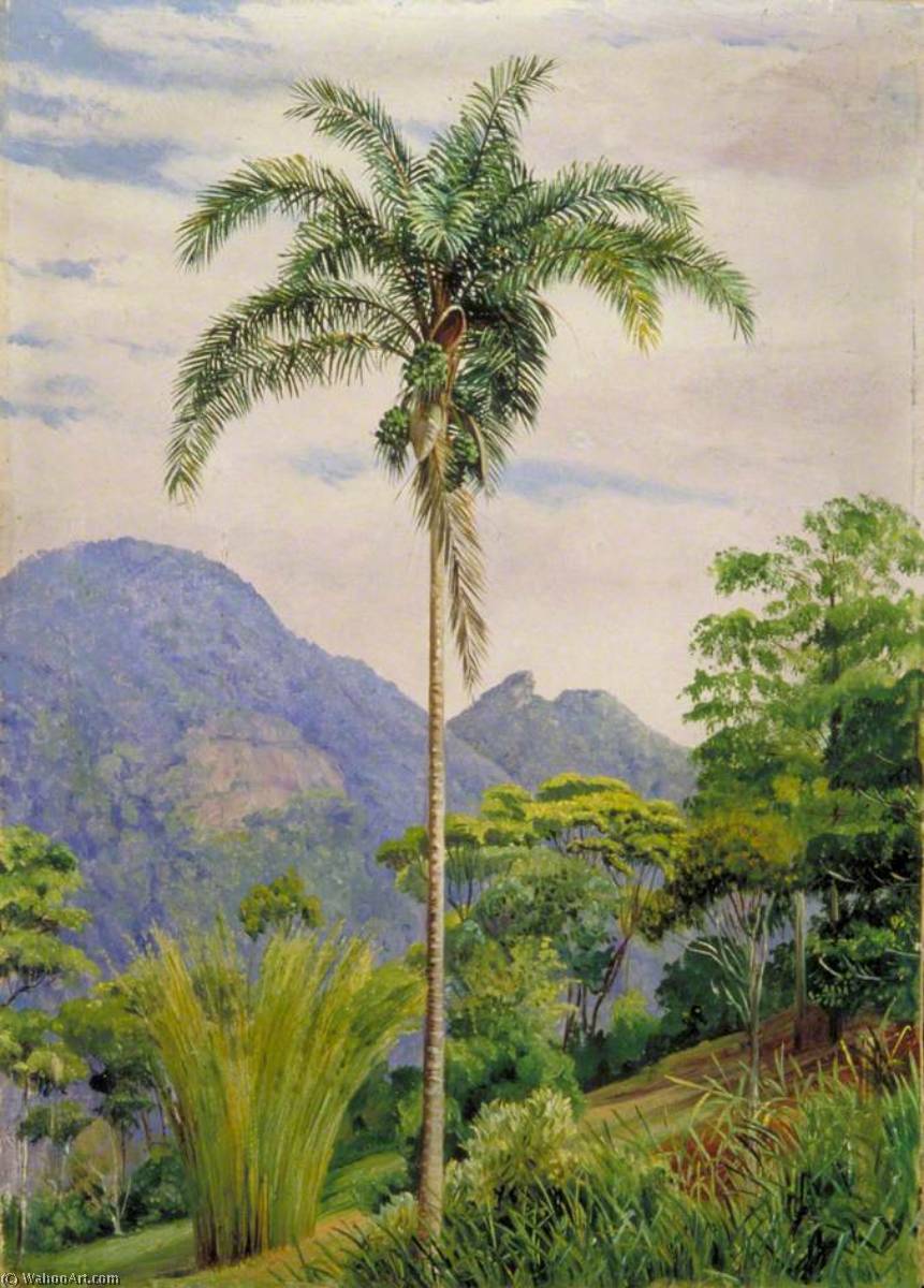 Wikioo.org - The Encyclopedia of Fine Arts - Painting, Artwork by Marianne North - Tijuca, Brazil, with a Palm in the Foreground