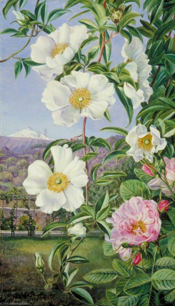 WikiOO.org - Encyclopedia of Fine Arts - Festés, Grafika Marianne North - Cherokee Rose with the Peak of Teneriffe in the Distance