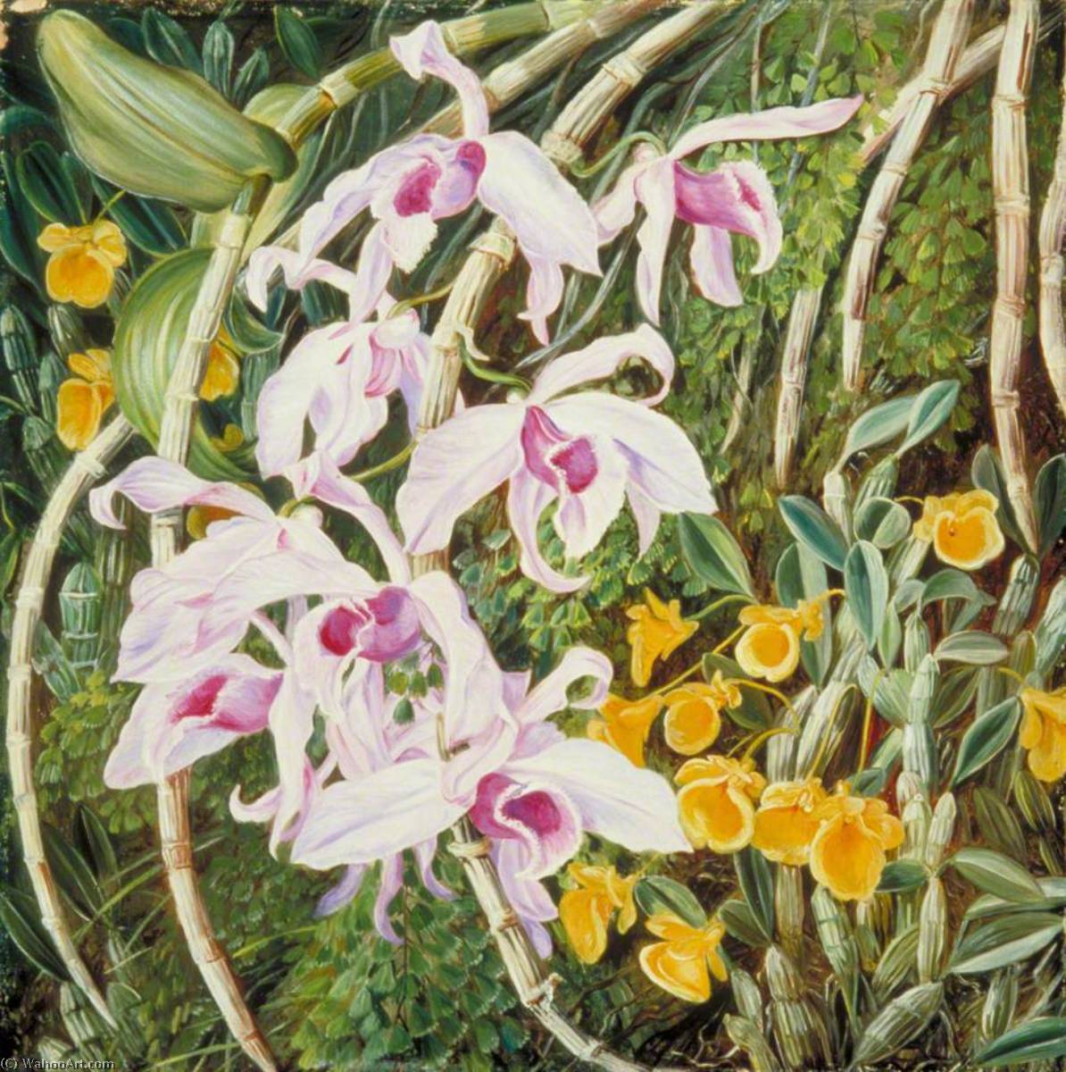 WikiOO.org - Güzel Sanatlar Ansiklopedisi - Resim, Resimler Marianne North - Orchids of Tropical Asia