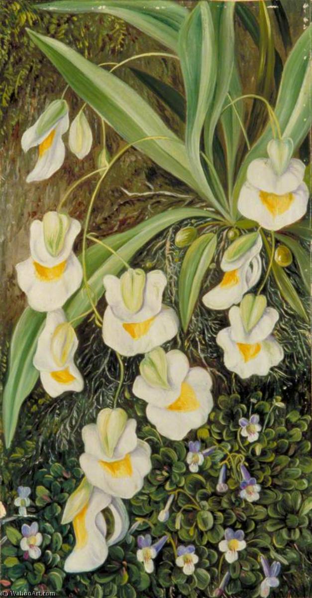 WikiOO.org - Enciklopedija dailės - Tapyba, meno kuriniai Marianne North - Two Tropical American Flowers