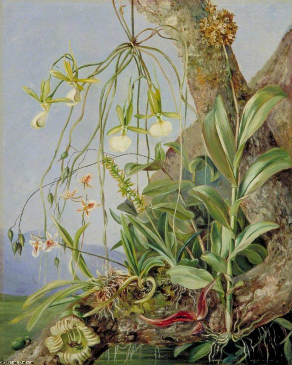 WikiOO.org - دایره المعارف هنرهای زیبا - نقاشی، آثار هنری Marianne North - Jamaican Orchids Growing on a Branch of the Calabash Tree