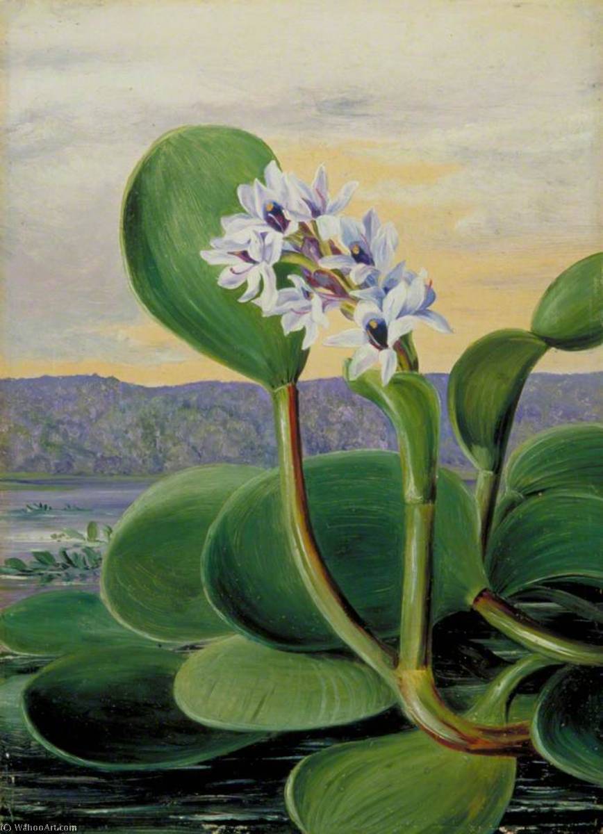 Wikioo.org - The Encyclopedia of Fine Arts - Painting, Artwork by Marianne North - A Tropical American Water Plant