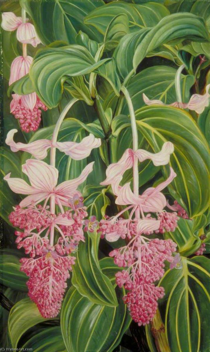 Wikioo.org - The Encyclopedia of Fine Arts - Painting, Artwork by Marianne North - Foliage and Flowers of Medinilla magnifica