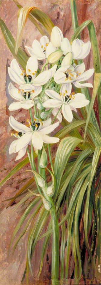 Wikioo.org - The Encyclopedia of Fine Arts - Painting, Artwork by Marianne North - Star of Bethlehem from Algiers