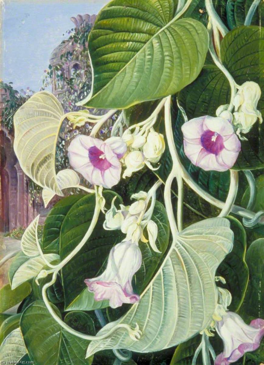 Wikioo.org - The Encyclopedia of Fine Arts - Painting, Artwork by Marianne North - The Elephant Creeper of India