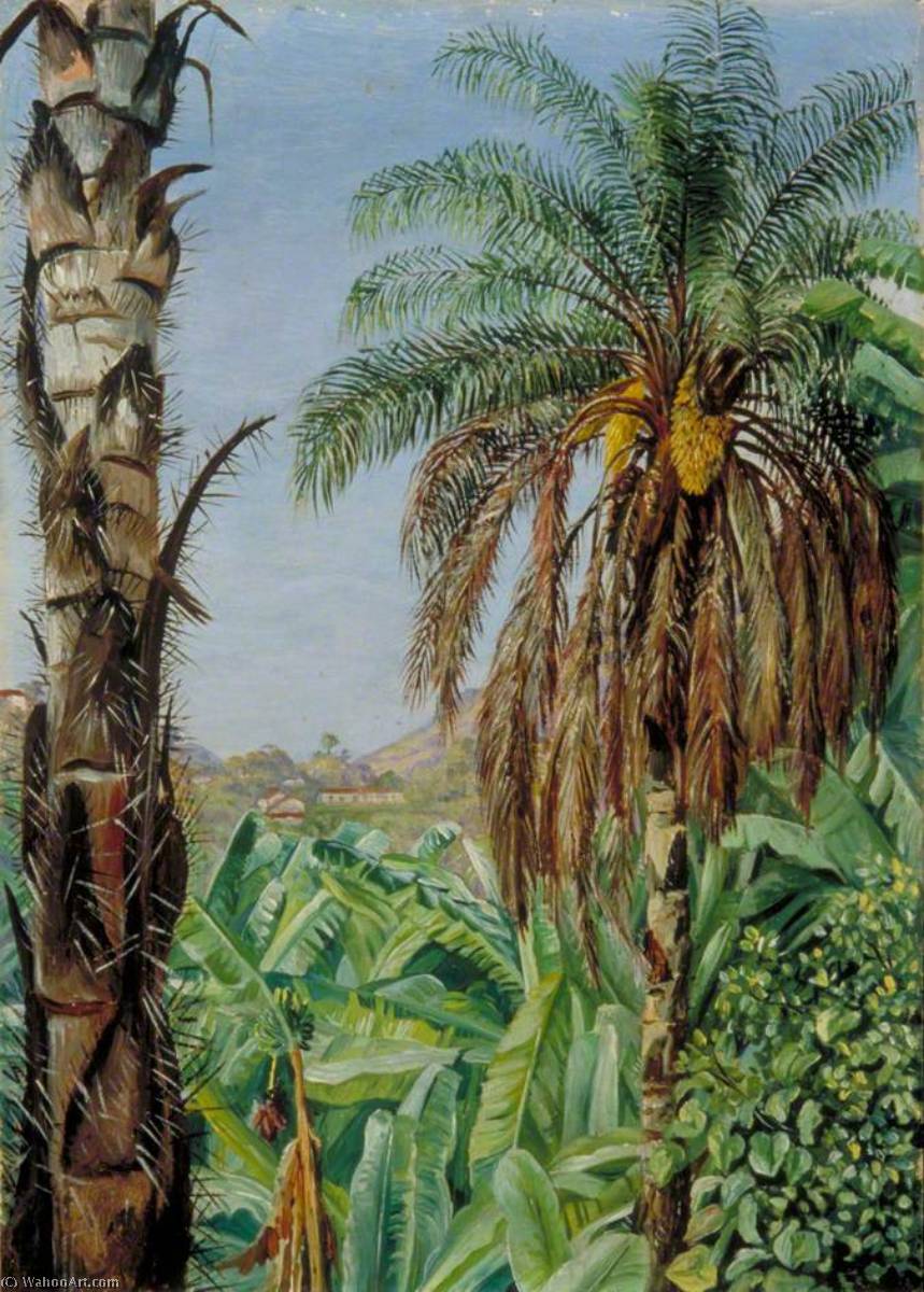 WikiOO.org - Enciklopedija likovnih umjetnosti - Slikarstvo, umjetnička djela Marianne North - Cocoera Palms and Bananas, Morro Velho, Brazil