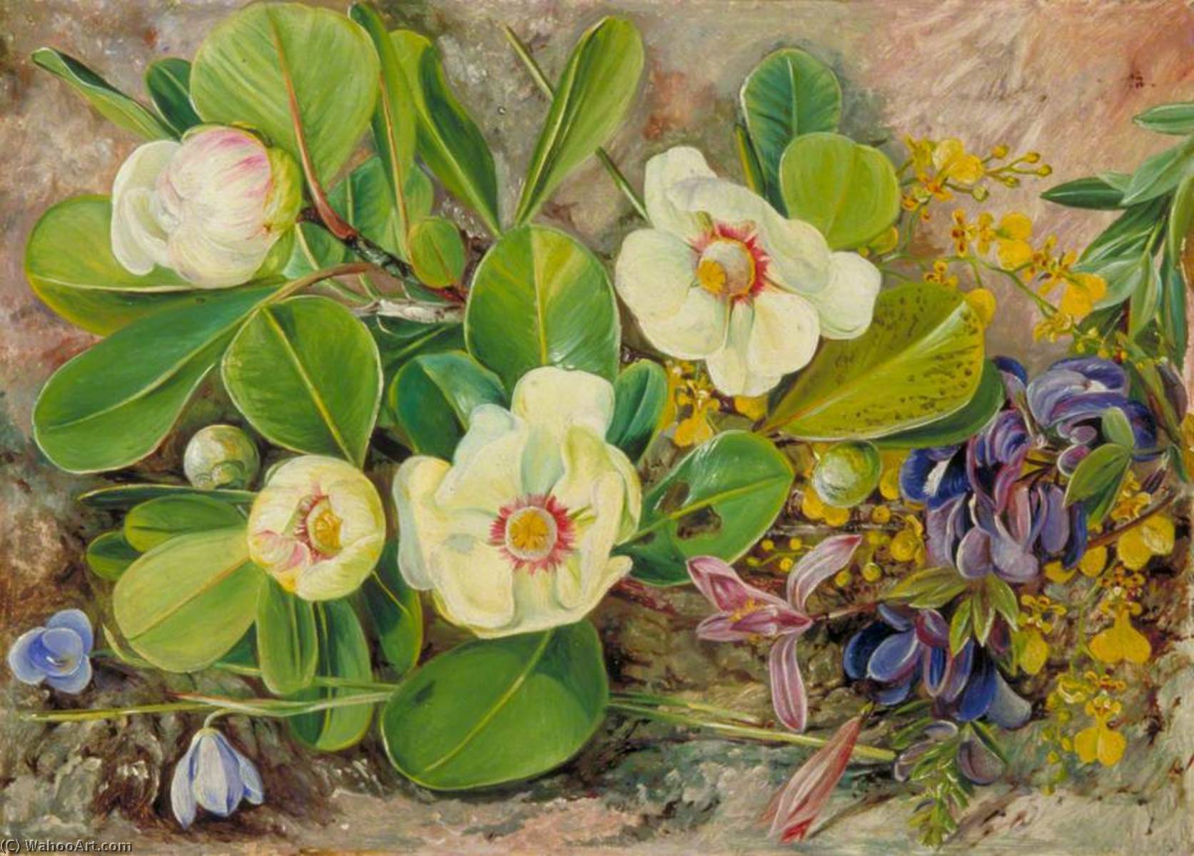 Wikioo.org - The Encyclopedia of Fine Arts - Painting, Artwork by Marianne North - Wild Flowers of Brazil