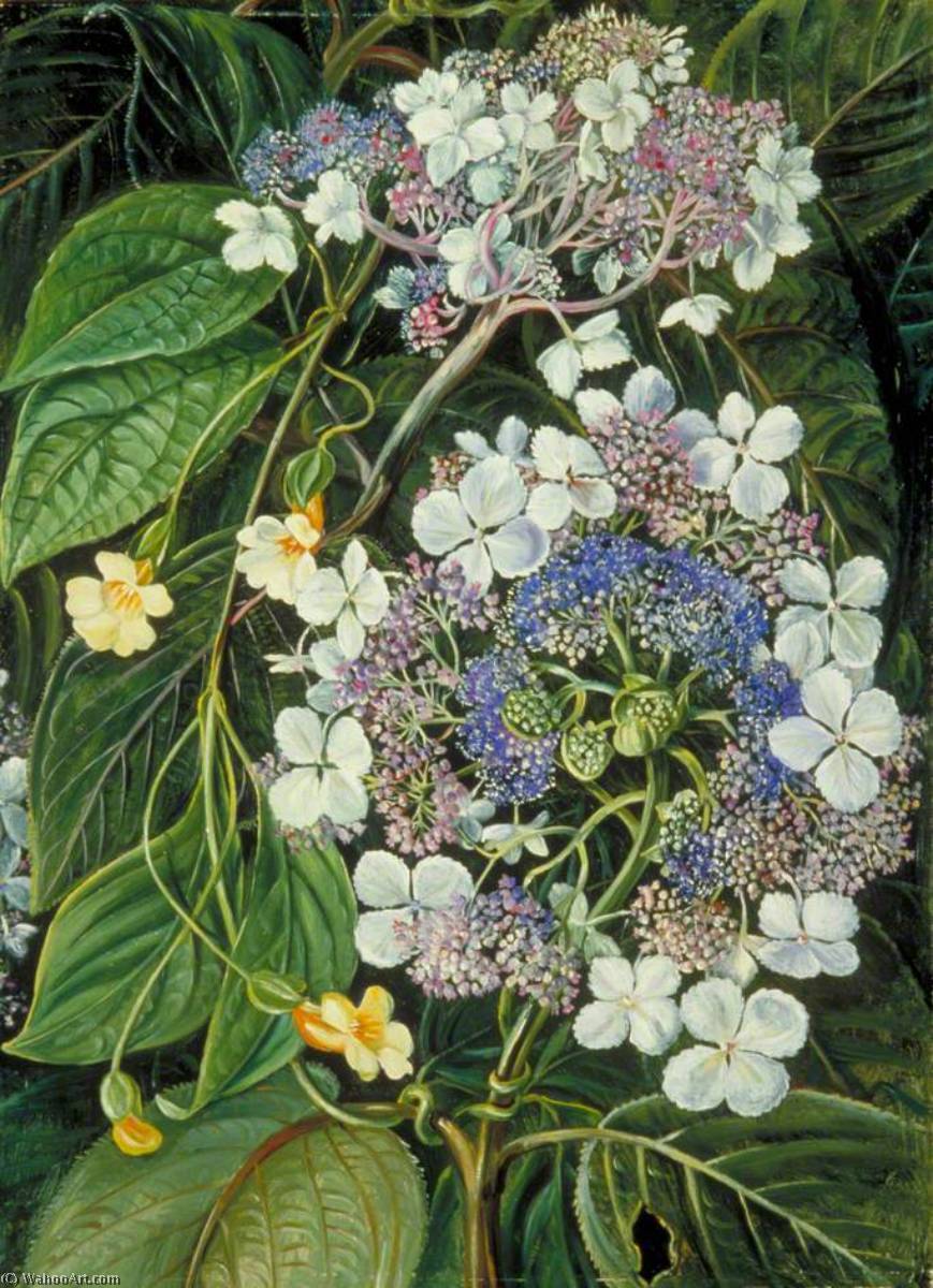 Wikioo.org - สารานุกรมวิจิตรศิลป์ - จิตรกรรม Marianne North - Flowers of Darjeeling, India