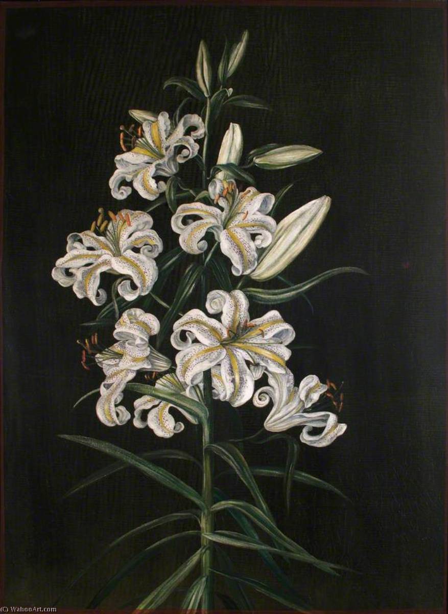 WikiOO.org - Encyclopedia of Fine Arts - Malba, Artwork Marianne North - A Japanese Lily