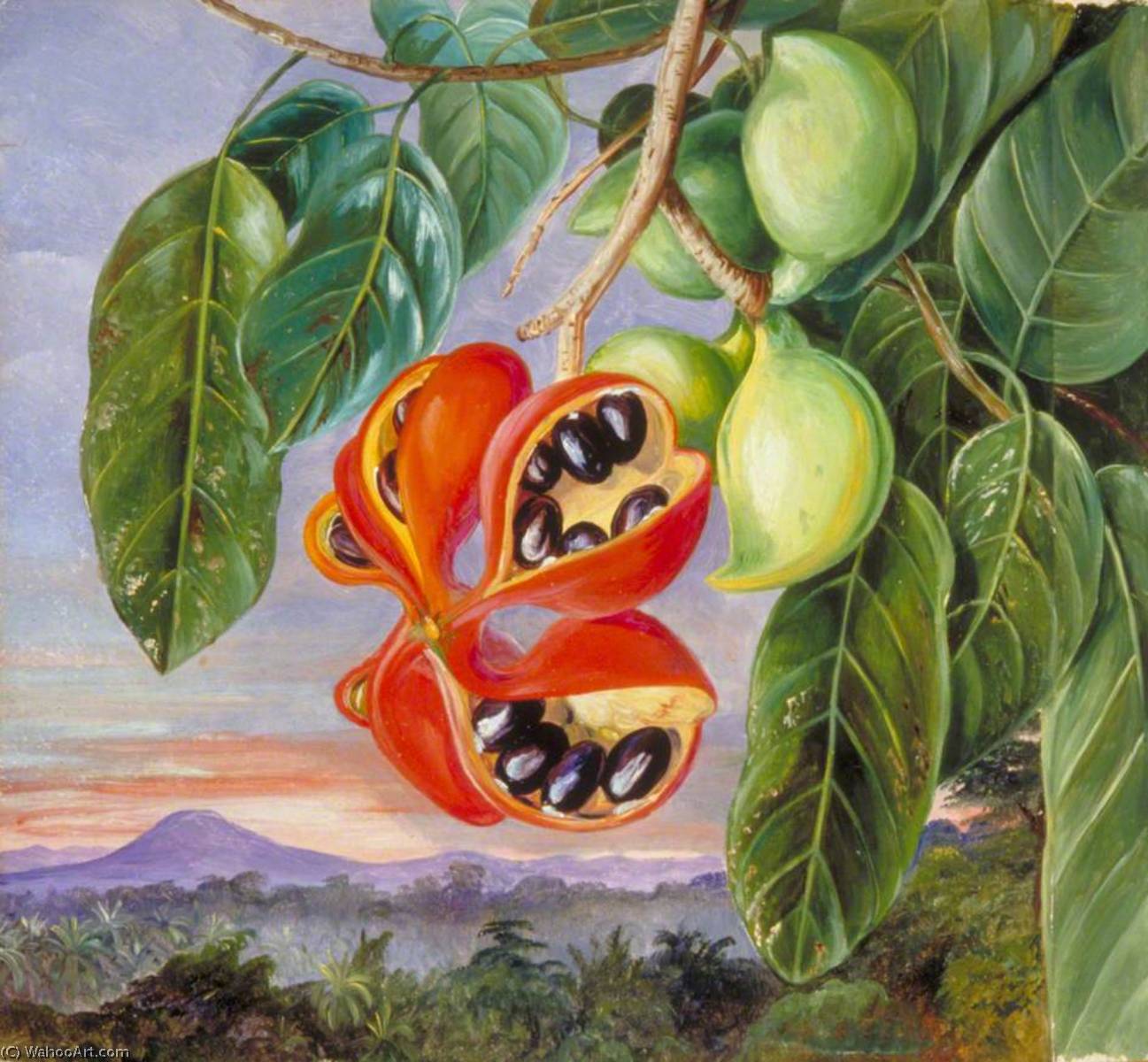 WikiOO.org - Encyclopedia of Fine Arts - Maleri, Artwork Marianne North - Foliage and Fruit of Sterculia parviflora