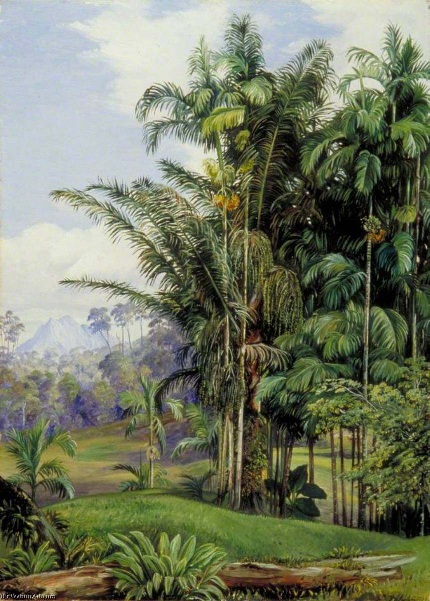 WikiOO.org - Güzel Sanatlar Ansiklopedisi - Resim, Resimler Marianne North - Group of Wild Palms, Sarawak, Borneo