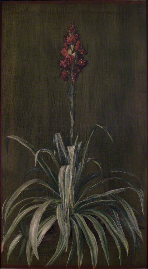 WikiOO.org - Enciklopedija dailės - Tapyba, meno kuriniai Marianne North - Australian Spear Lily