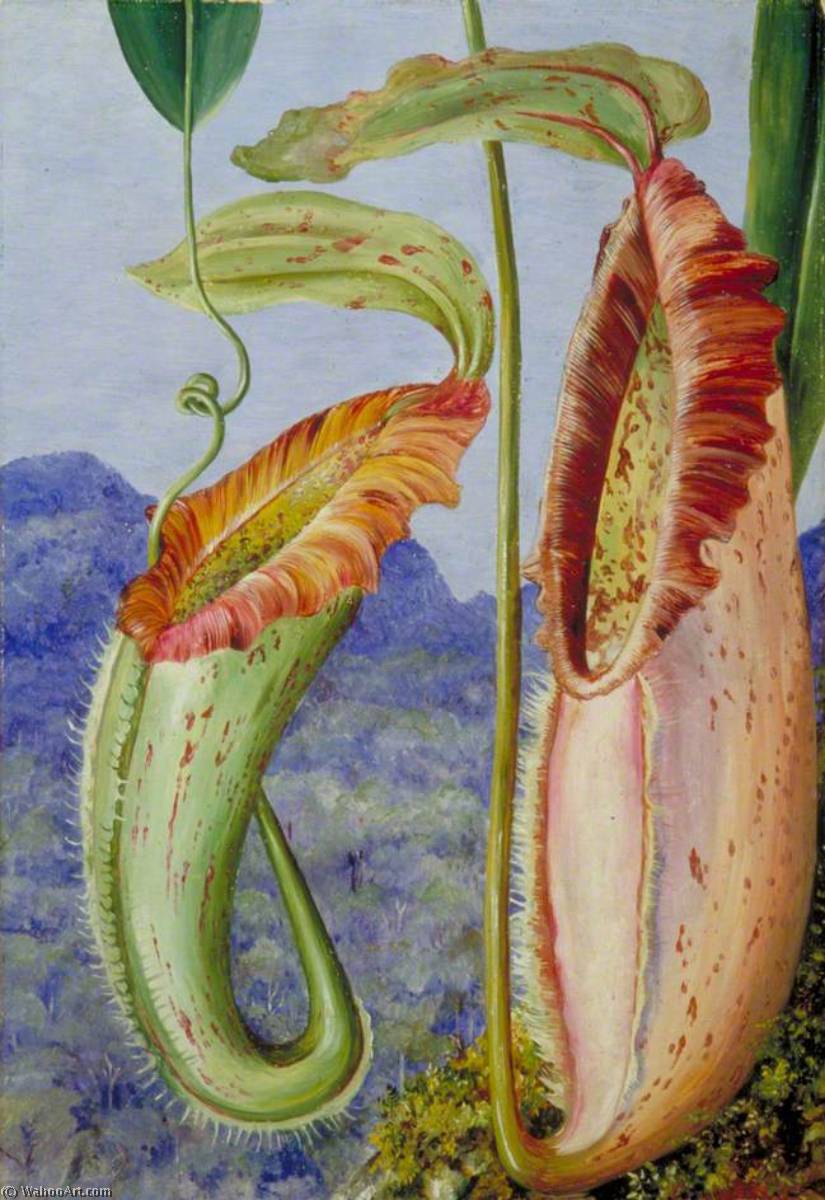 Wikioo.org - The Encyclopedia of Fine Arts - Painting, Artwork by Marianne North - A New Pitcher Plant from the Limestone Mountains of Sarawak, Borneo