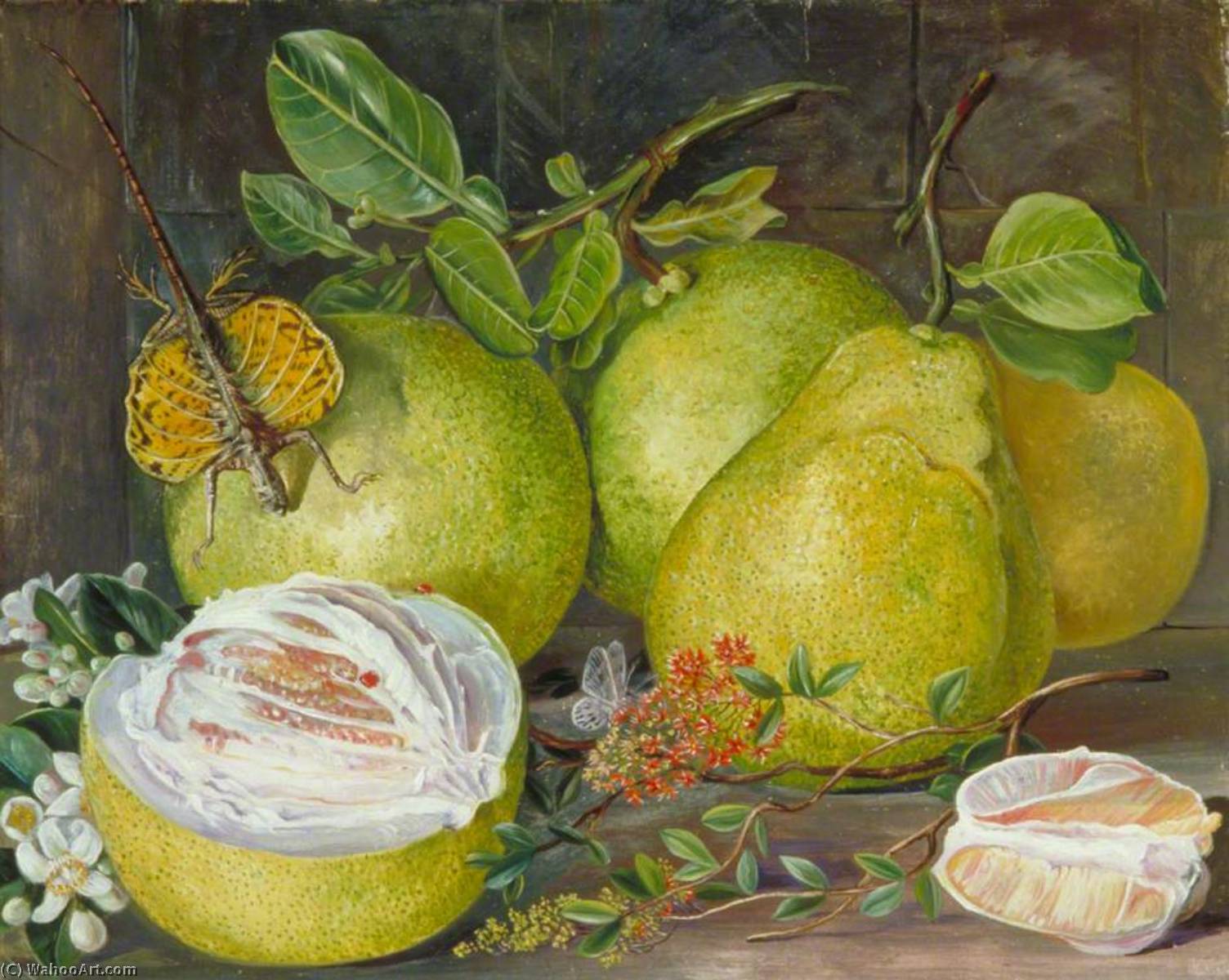 Wikioo.org - สารานุกรมวิจิตรศิลป์ - จิตรกรรม Marianne North - Flowers and Fruit of the Pomelo, a Branch of Hennah and Flying Lizard, Sarawak
