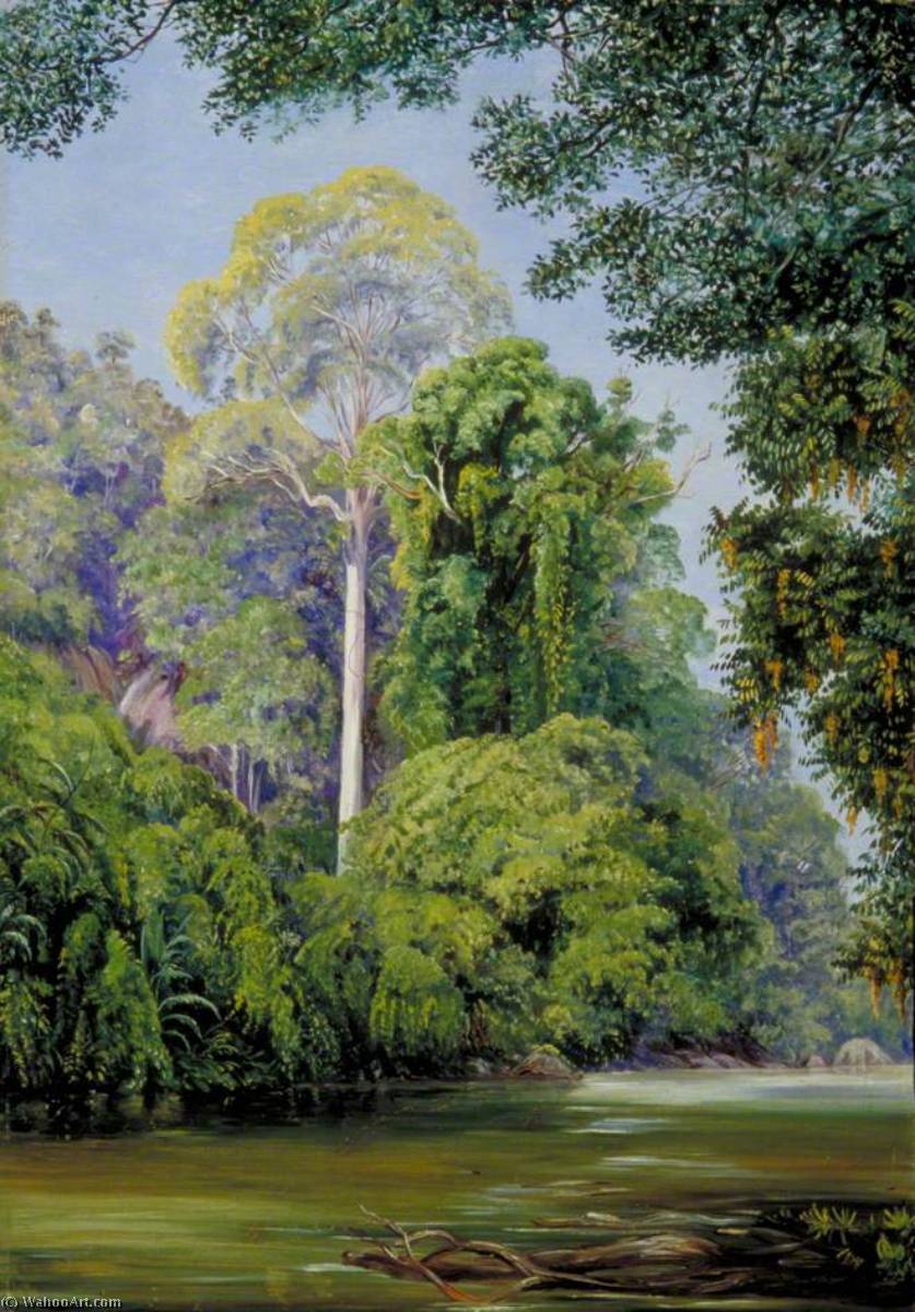 WikiOO.org - Encyclopedia of Fine Arts - Maľba, Artwork Marianne North - The Tapang Tree, Sarawak, Borneo