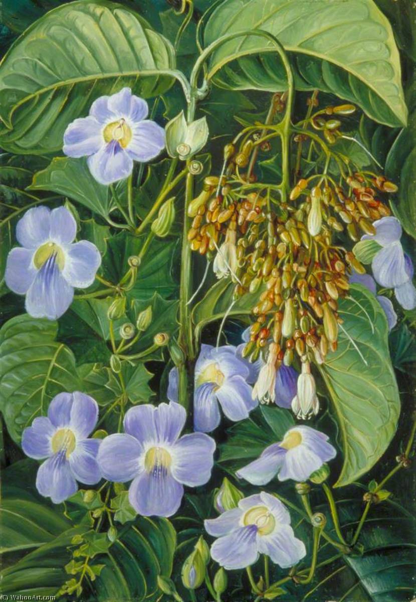 Wikioo.org - The Encyclopedia of Fine Arts - Painting, Artwork by Marianne North - Blue Flowered Climber and a Common Swamp Plant of Sarawak, Borneo