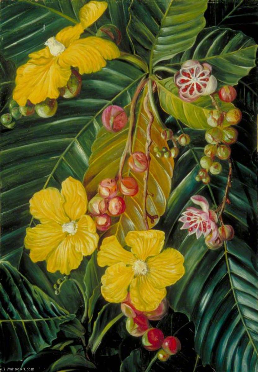 Wikioo.org – L'Encyclopédie des Beaux Arts - Peinture, Oeuvre de Marianne North - Feuillage , fleurs et fruits d'un Marais Arbrisseau de Bornéo
