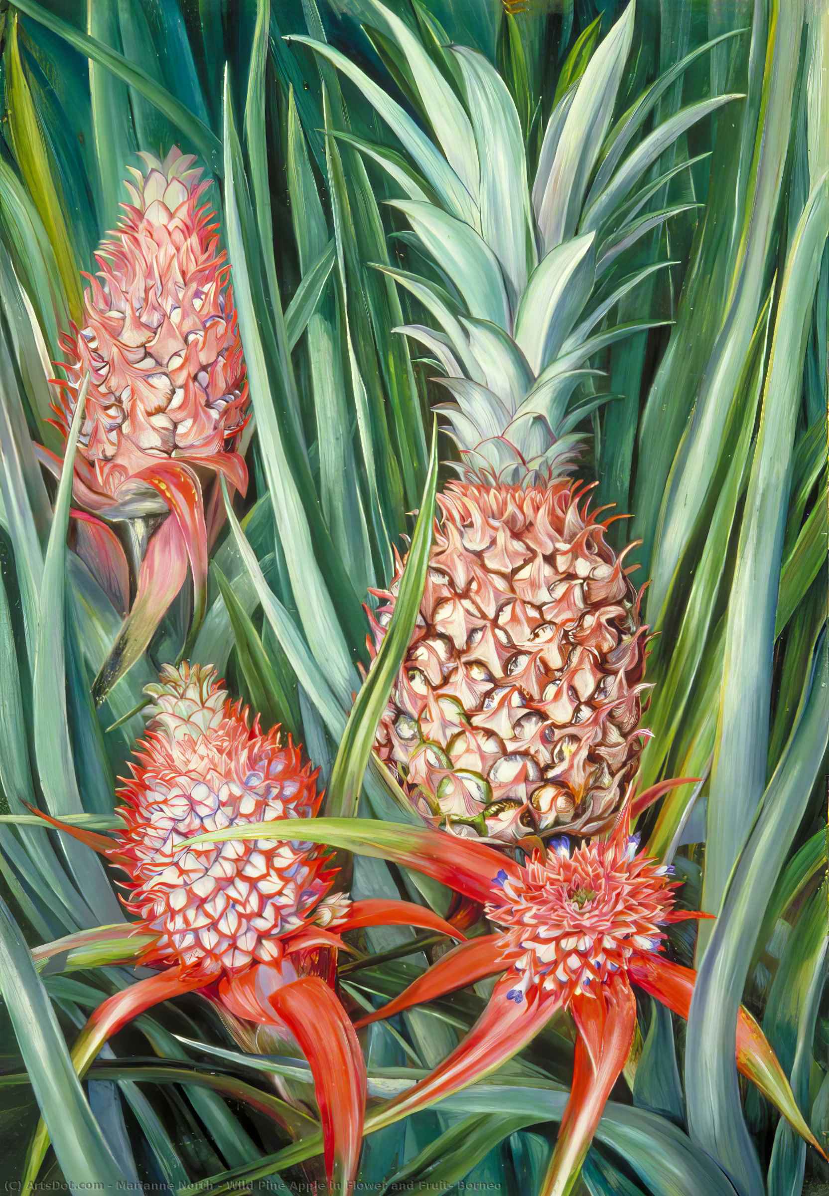 Wikoo.org - موسوعة الفنون الجميلة - اللوحة، العمل الفني Marianne North - Wild Pine Apple in Flower and Fruit, Borneo