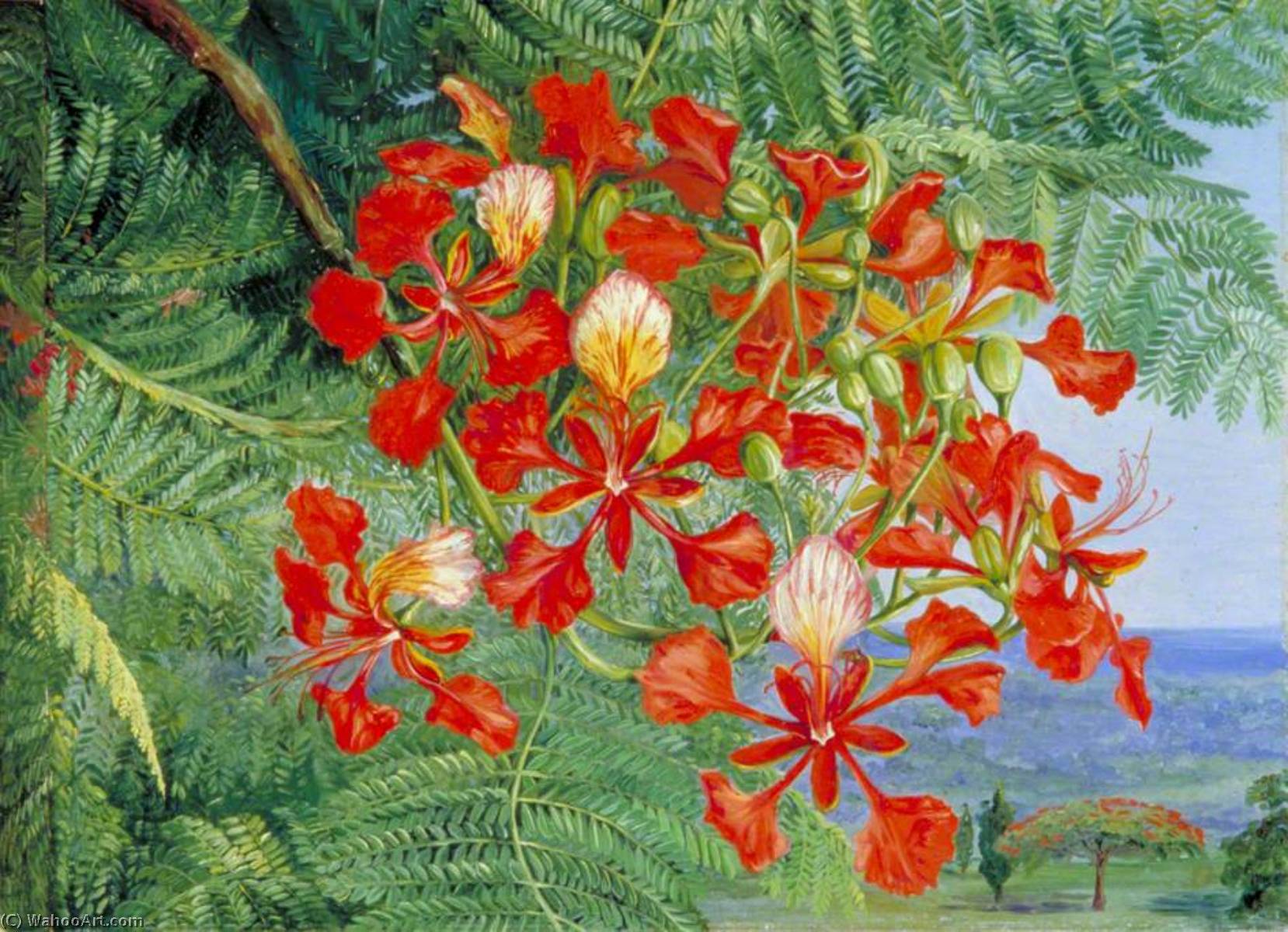 Wikioo.org - The Encyclopedia of Fine Arts - Painting, Artwork by Marianne North - Foliage and Flowers of a Madagascar Tree at Singapore