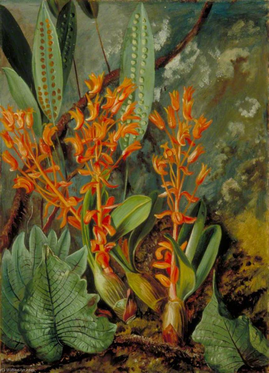Wikioo.org - The Encyclopedia of Fine Arts - Painting, Artwork by Marianne North - Orchid and Ferns of the Sarawak