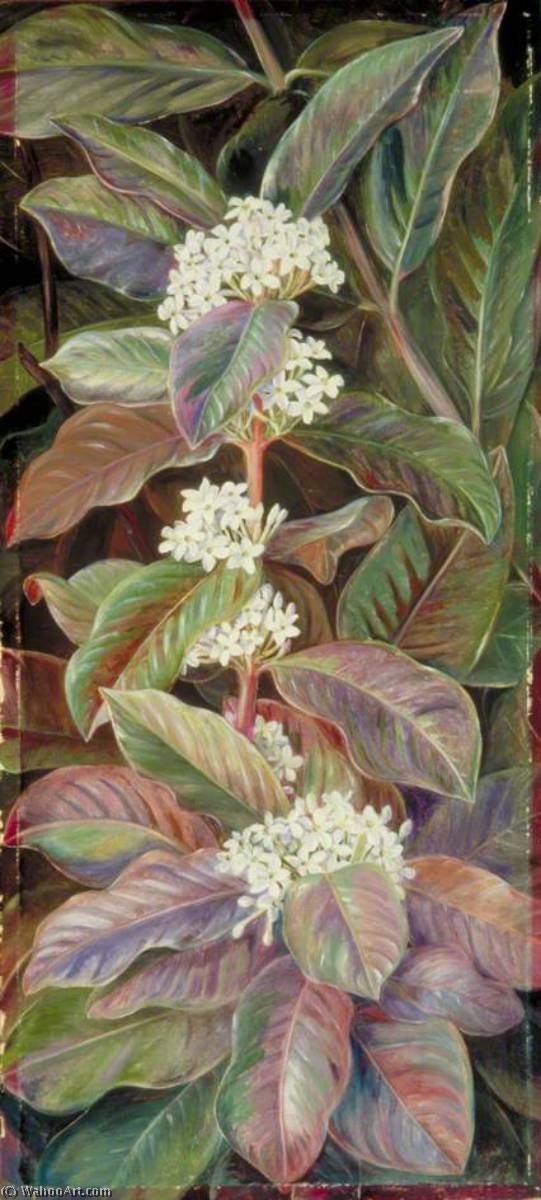 WikiOO.org - Encyclopedia of Fine Arts - Lukisan, Artwork Marianne North - Foliage and Flowers of a South African Tree, Beautiful but Poisonous