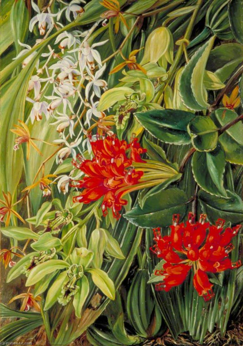 Wikioo.org – La Enciclopedia de las Bellas Artes - Pintura, Obras de arte de Marianne North - Orquídeas y otra Flores de sarawak , Borneo