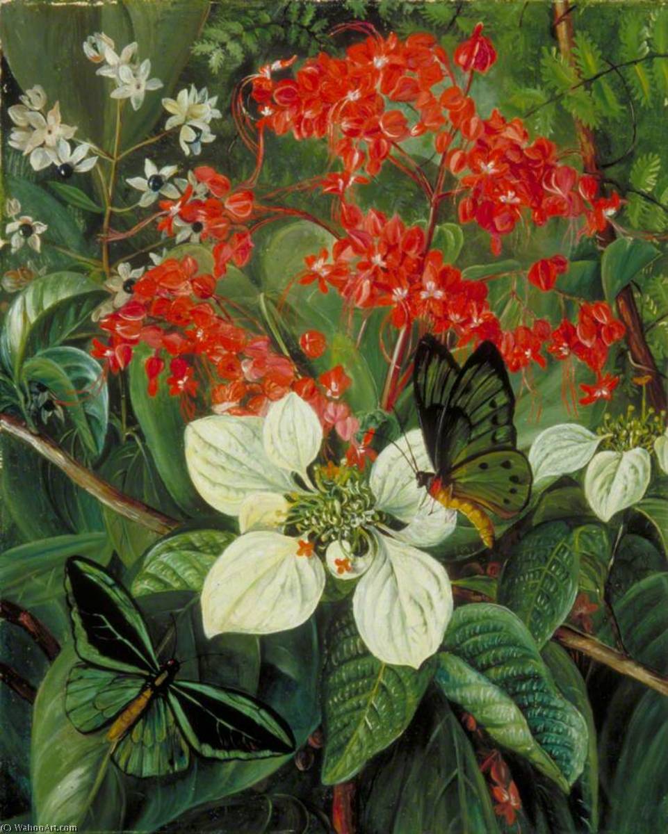 Wikioo.org - The Encyclopedia of Fine Arts - Painting, Artwork by Marianne North - Flowers and Butterflies of Sarawak, Borneo