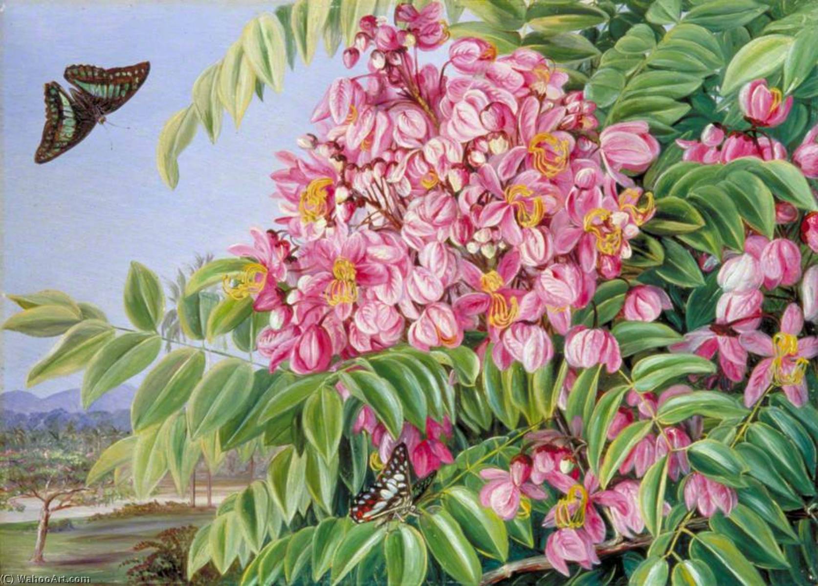 Wikioo.org - The Encyclopedia of Fine Arts - Painting, Artwork by Marianne North - Flowers of a Cassia with a Tree of the Same in the Distance, and Bornean Butterflies