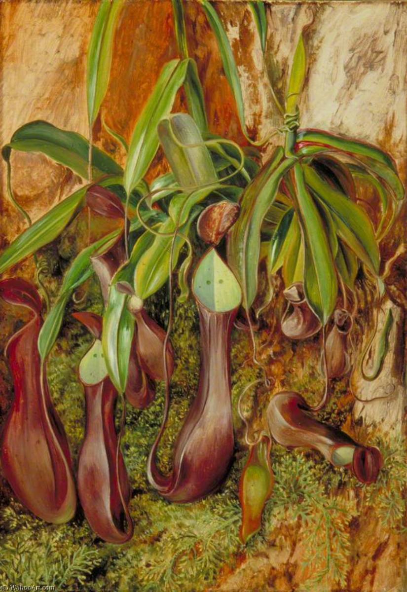 Wikioo.org - The Encyclopedia of Fine Arts - Painting, Artwork by Marianne North - A Bornean Pitcher Plant, Sarawak, Borneo
