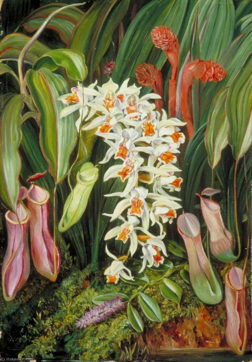 WikiOO.org - Encyclopedia of Fine Arts - Maľba, Artwork Marianne North - Wild Flowers of Sarawak, Borneo