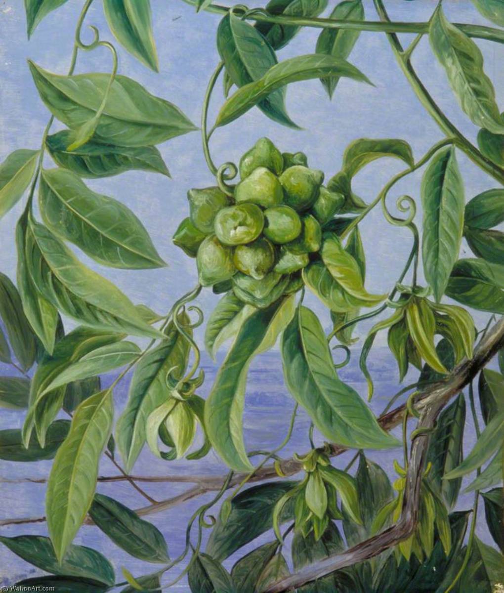 WikiOO.org - Encyclopedia of Fine Arts - Maalaus, taideteos Marianne North - A Climber in Flower and Fruit, Sarawak, Borneo
