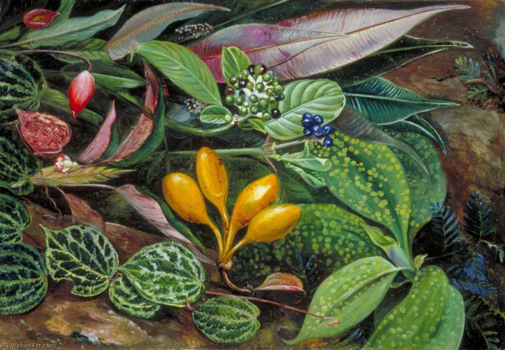 Wikioo.org - The Encyclopedia of Fine Arts - Painting, Artwork by Marianne North - Curious Plants from the Forest of Matang, Sarawak, Borneo