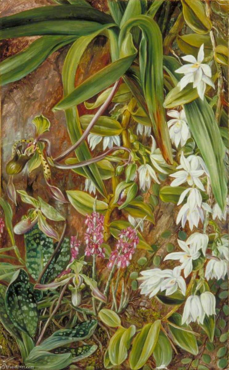 Wikioo.org - The Encyclopedia of Fine Arts - Painting, Artwork by Marianne North - Bornean Orchids