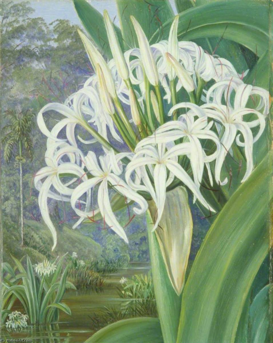 Wikioo.org - The Encyclopedia of Fine Arts - Painting, Artwork by Marianne North - A Bornean Crinum