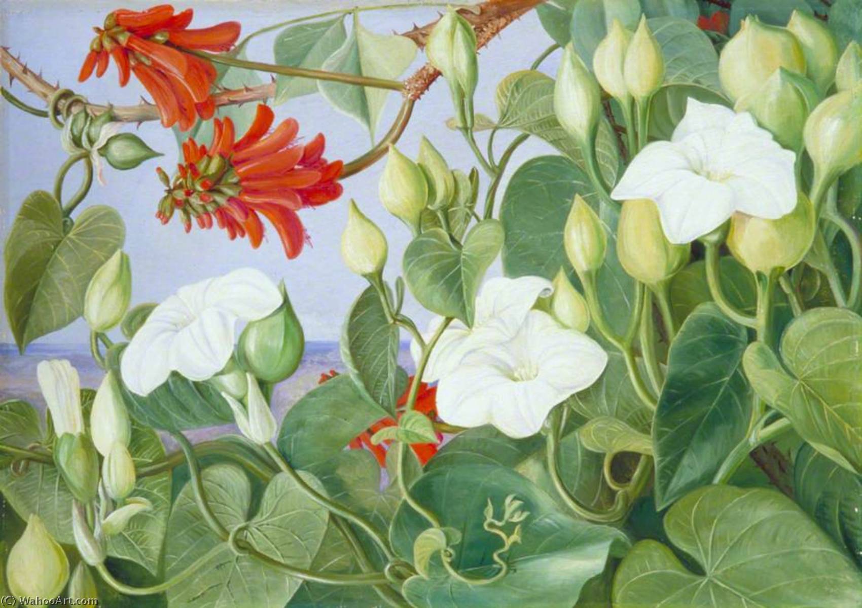 Wikioo.org - The Encyclopedia of Fine Arts - Painting, Artwork by Marianne North - White Convolvulus and Kaffirboom, Painted at Durban, Natal